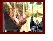 Taylor sees apes for the first time